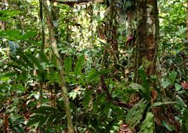 Image result for Lomariopsis