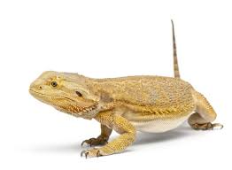 Find & download free graphic resources for dragon background. 5 621 Bearded Dragon Stock Photos Free Royalty Free Bearded Dragon Images Depositphotos