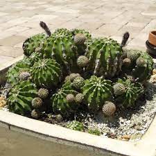 Check spelling or type a new query. Removing Offsets From Cactus How To Remove Cactus Pups On Plant Dummer Garden Manage Gfinger Is The Best Garden Manage App