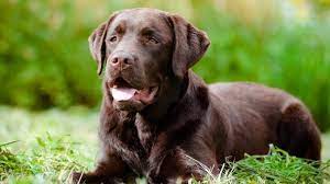 Add chopped, unmelted chocolate until you have a ratio of 1 part unmelted chocolate to 2 parts melted. Chocolate Lab Names A List Of 500 Best Most Popular Names All Things Dogs All Things Dogs