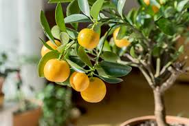 Get advice on selecting and growing fruit in minnesota yards and gardens. Citrus Plants For Sale Twin Cities Wagners Greenhouses