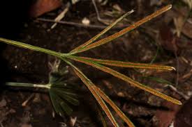 Image result for Actiniopteris dimorpha