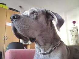 Mein Hund Bellt Bei Schlusselklappern Und Anderen Gebell Erziehung