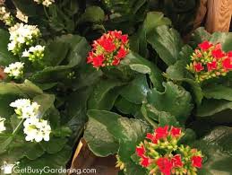 She has years of experience in caring for flowers and plants. 15 Of The Best Flowering Houseplants Get Busy Gardening