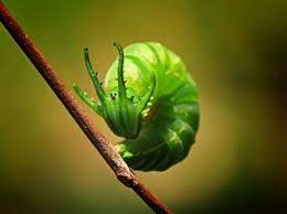 a book of rather strange animals out now on twitter the extraordinary caterpillar of the great nawab weird animals caterpillar animals