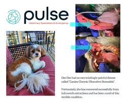 Pulse Veterinary (@pulseveterinary) • Instagram photos and videos