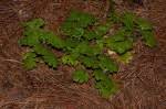 Image result for Ardisiandra sibthorpioides