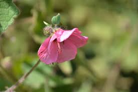 Image result for Pavonia senegalensis