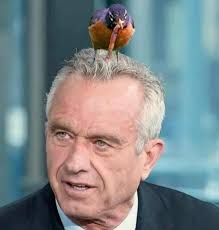 Because RFK jr is not a credible source and no one takes him seriously.