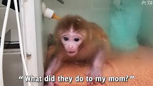 Baby monkeys are being tortured, exploited and even killed in a wave of sick cruelty youtube disturbing clips uncovered by the sun online show the adorable creatures getting throttled the wartakota tribune reported how rian mardiansyah allegedly set off firecrackers near them, sprayed. Peta On Twitter This Baby Monkey Was Confined To A Barren Basement After Experimenters Bred Her For Zika Virus Experiments Neither She Nor Her Mother Will Likely Get Out Of Uwmadison S Primate