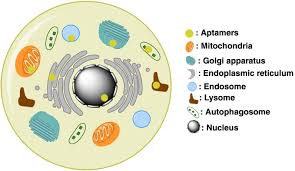 Maybe you would like to learn more about one of these? Aptamers Uptake Mechanisms And Intracellular Applications Sciencedirect