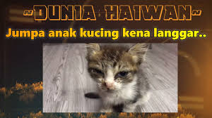 Selamat pagi semua para pecinta kucing sedunia. Petua Cara Merawat Demam Selsema Dan Batuk Kucing Hari Ke2 Dan 3 Anak Kucing Yg Kena Langar Youtube