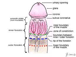 Pull the foreskin back, use a mild soap and lots of water to gently clean the area. Fraenulum Praeputii Frenulum Breve Taboos Frenulum And Foreskin Problems Frenulum And Male Initiation