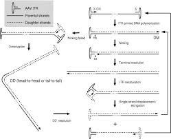Image result for White 1996 AAV