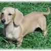 Golden retriever puppies for sale golden retrievers are among america's most popular breeds. 3