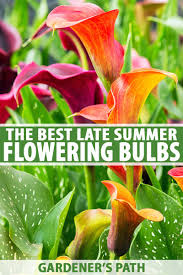 Ornamental bulbous plants, often called ornamental bulbs or just bulbs in gardening and horticulture, are herbaceous perennials grown for ornamental purposes, which have underground or near ground storage organs. 15 Best Late Summer Flowering Bulbs Gardener S Path