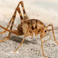 Get more info about the camel cricket from our pest library including behavior, and russell's insect control services. Camel Crickets Cave Crickets