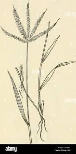 Image result for Dactyloctenium aegyptium