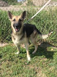 German shepherd puppies for sale in michigan under 200. Adoption Free German Shepherd Puppies Pets Lovers