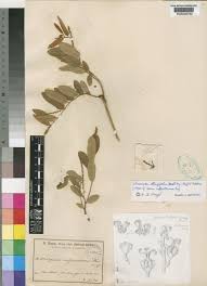 Image result for Sclerocroton oblongifolius