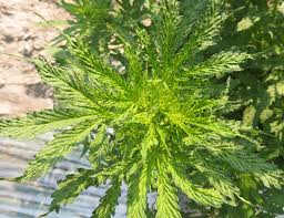 Image result for Alfalfa mosaic virus
