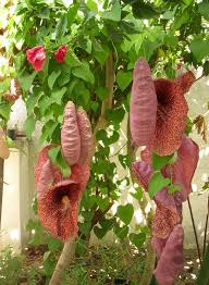 Image result for Aristolochia odoratissima L.