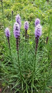 植物与十二生肖：植物里的“蛇”！ - 关注森林