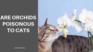 In fact, there are some houseplants that pet owners should avoid, but orchids are not included by that list. Are Orchids Poisonous To Cats Something You May Not Know Cats Silly Cats Pretty Cats