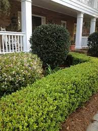 Since 2014, boxwood blight has been steadily spreading throughout georgia landscapes and threatening large and economically important boxwood plantings. Pin By Brandy Wall On Retsas Residence Landscaping Inspiration Front Landscaping Beautiful Gardens