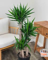 Image result for Yucca