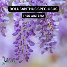 Image result for Bolusanthus