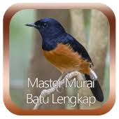 Gambar burung murai batu png. Master Murai Batu Lengkap 1 0 Apk Gbid Yohanes10 Apk Download