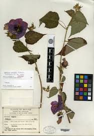 Image result for Pavonia leptocalyx