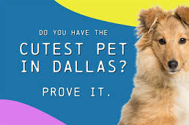 The cutest pet contest is one of the world's largest online pet contests. Submissions Are Now Open For D Magazine S 2021 Cutest Pets In Dallas Competition D Magazine