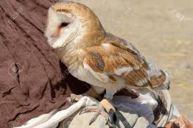 Tyto — liepsnotosios pelėdos statusas t sritis zoologija | vardynas atitikmenys: Schone Schleiereule Tyto Alba Lizenzfreie Fotos Bilder Und Stock Fotografie Image 67600093