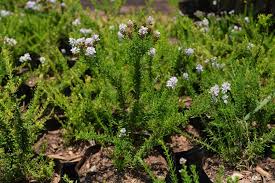 Image result for Selago viscosa