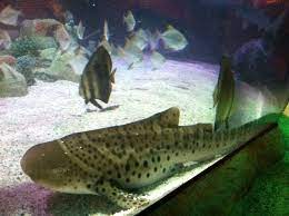 The Zebra Shark Is Born With Stripes Along Its Body As It Grows Older The Stripes Fade And Spots Appear Zebra Shark Fish Pet Shark