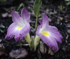 Image result for Siphonochilus