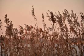 Check out ten beautiful, easy to care for grasses for borders. 14 Charming Grasses For A Seaside Garden