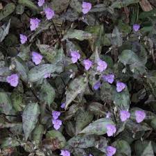 Image result for Tinnea galpinii