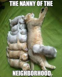 Catsmemes Funny Animal Pictures Cat Memes Cats Funnycatsjust Like Cat Funniest Animals Cat Fun Cat Funny Cat Cats Cat Cu Mama Cat Cute Animals Cats