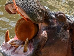 Pablo Escobar's 'cocaine hippos' may benefit Colombia's environment - CNET