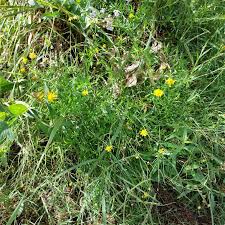 Image result for Senecio madagascariensis