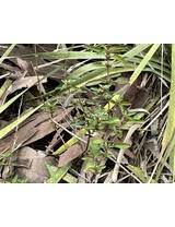 Image result for Dyschoriste nagchana