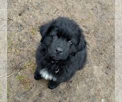 We did not find results for: Puppyfinder Com Newfoundland Puppies Puppies For Sale Near Me In New York Usa Page 1 Displays 10