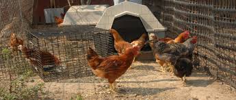 A wide variety of backyard poultry options are available to you, such as dosage form, condition, and local service location. Backyard Poultry Farmer International Space Apps Challenge