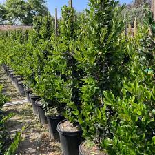 Image result for Ligustrum
