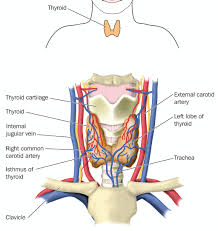 The thyroid gland is one of the largest and actively functioning endocrine glands. Thyroid Gland Anatomy Structures Otolaryngology Specialists Of North Texas