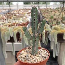 Image result for Euphorbia griseola
