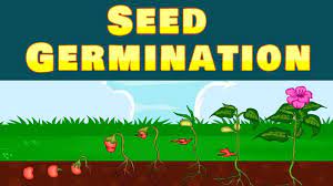 Seed Germination Seed Germination Seed Germination For Kids Germination